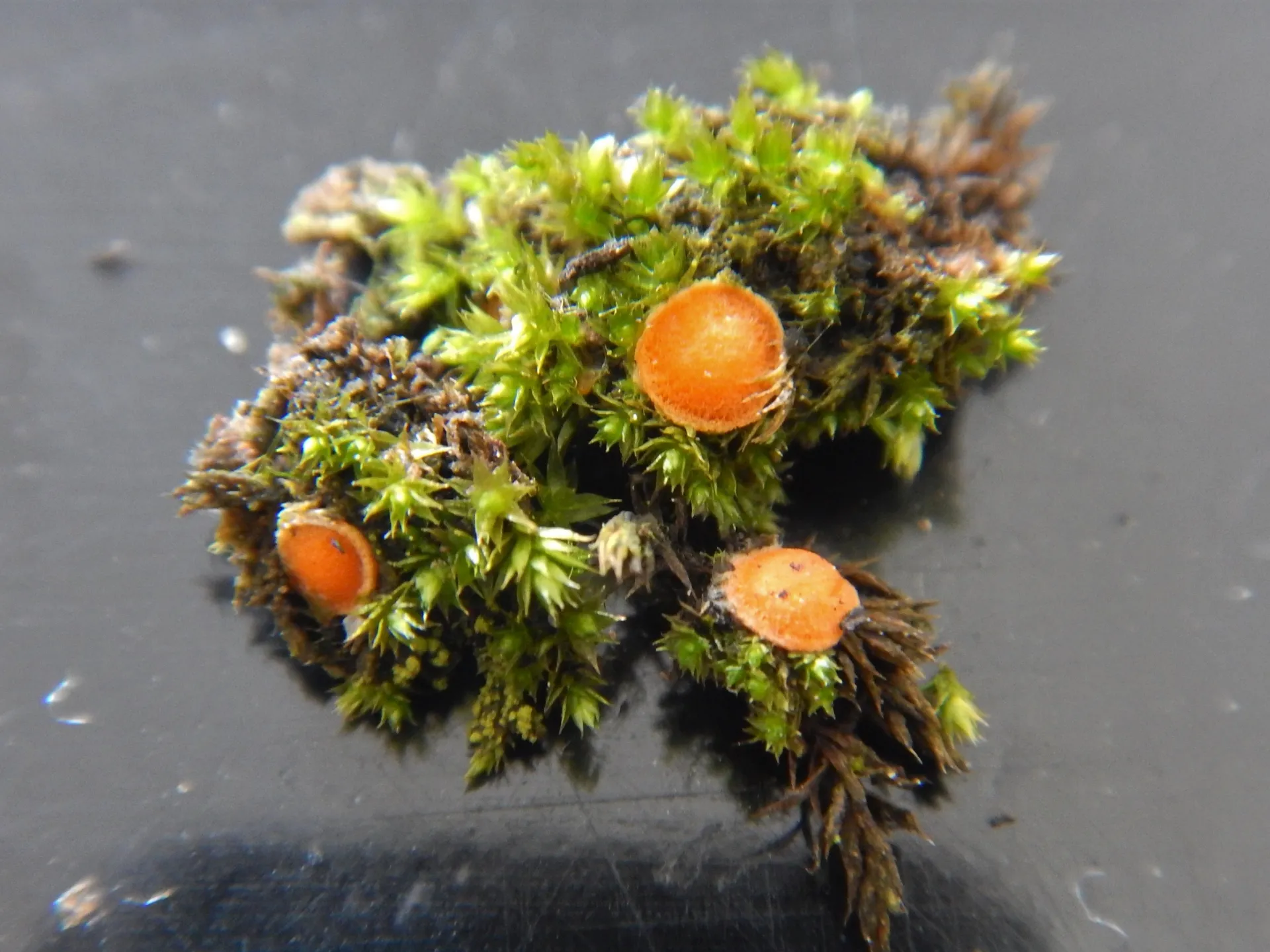 Octospora coccinea (1)